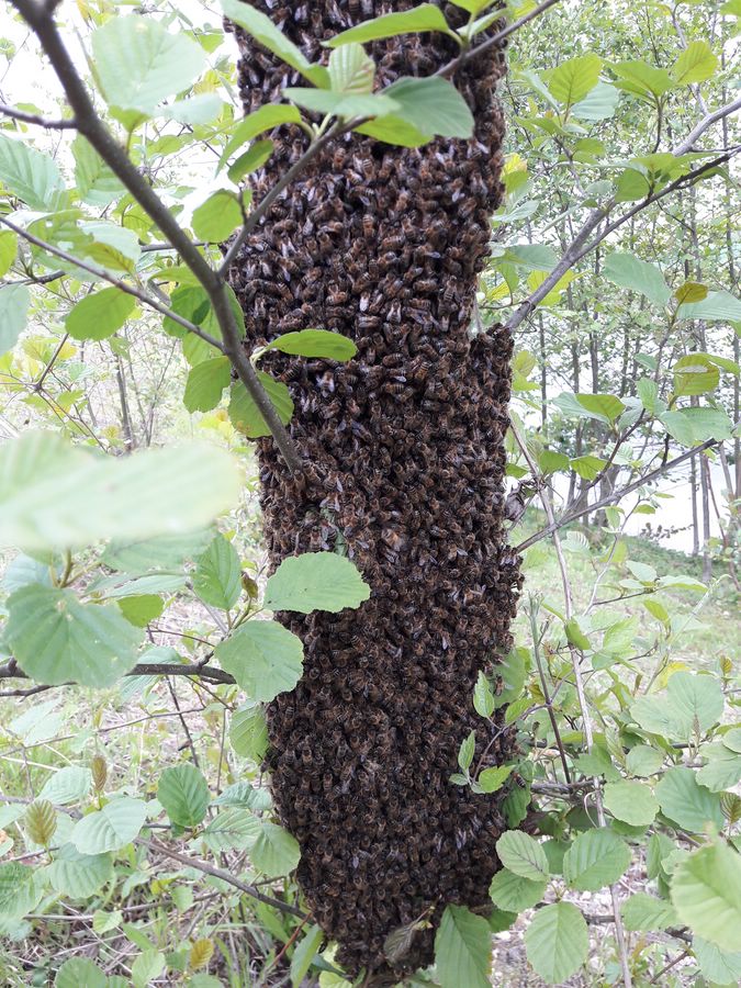 Essaim d'abeilles posÃ© sur un tronc