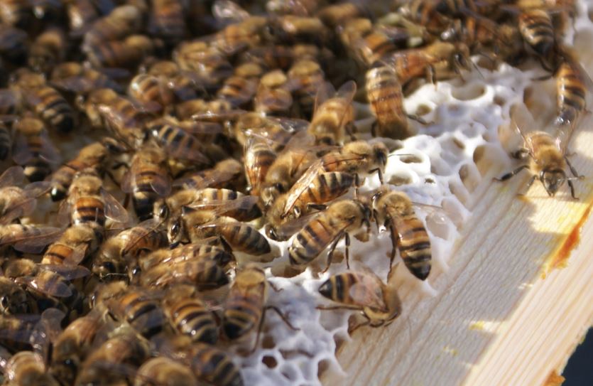Abeilles sur un cadre d'apiculture