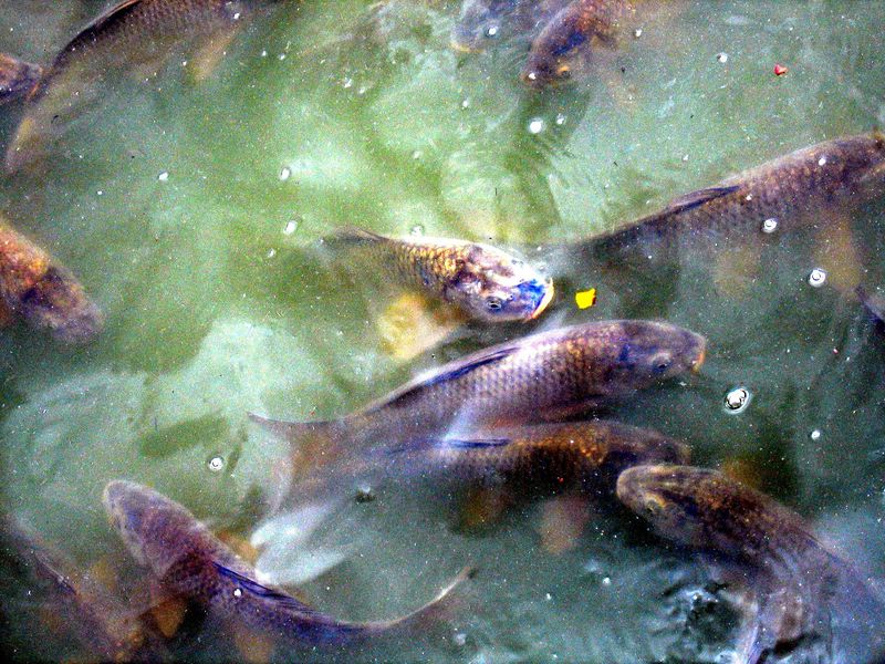 Banc de poissons affamés