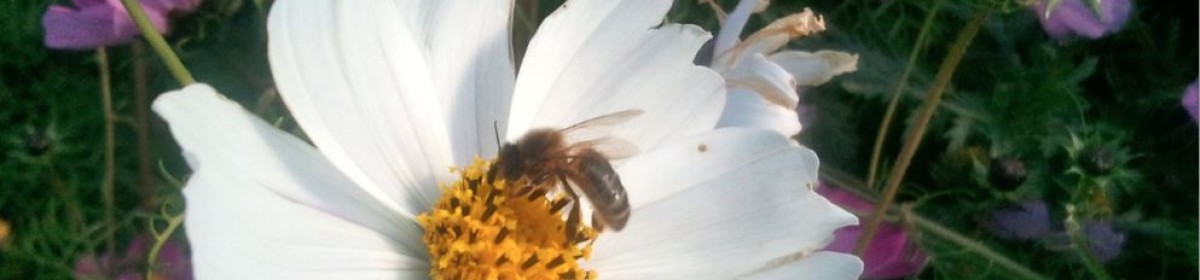 abeille fleur